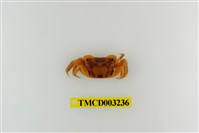 藏品(斑點擬相手蟹)的圖片